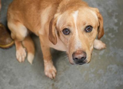 Enlarge TJ~ SO HANDSOME!, a Adoptable mixed breed in Bowling Green, KY image 3/3