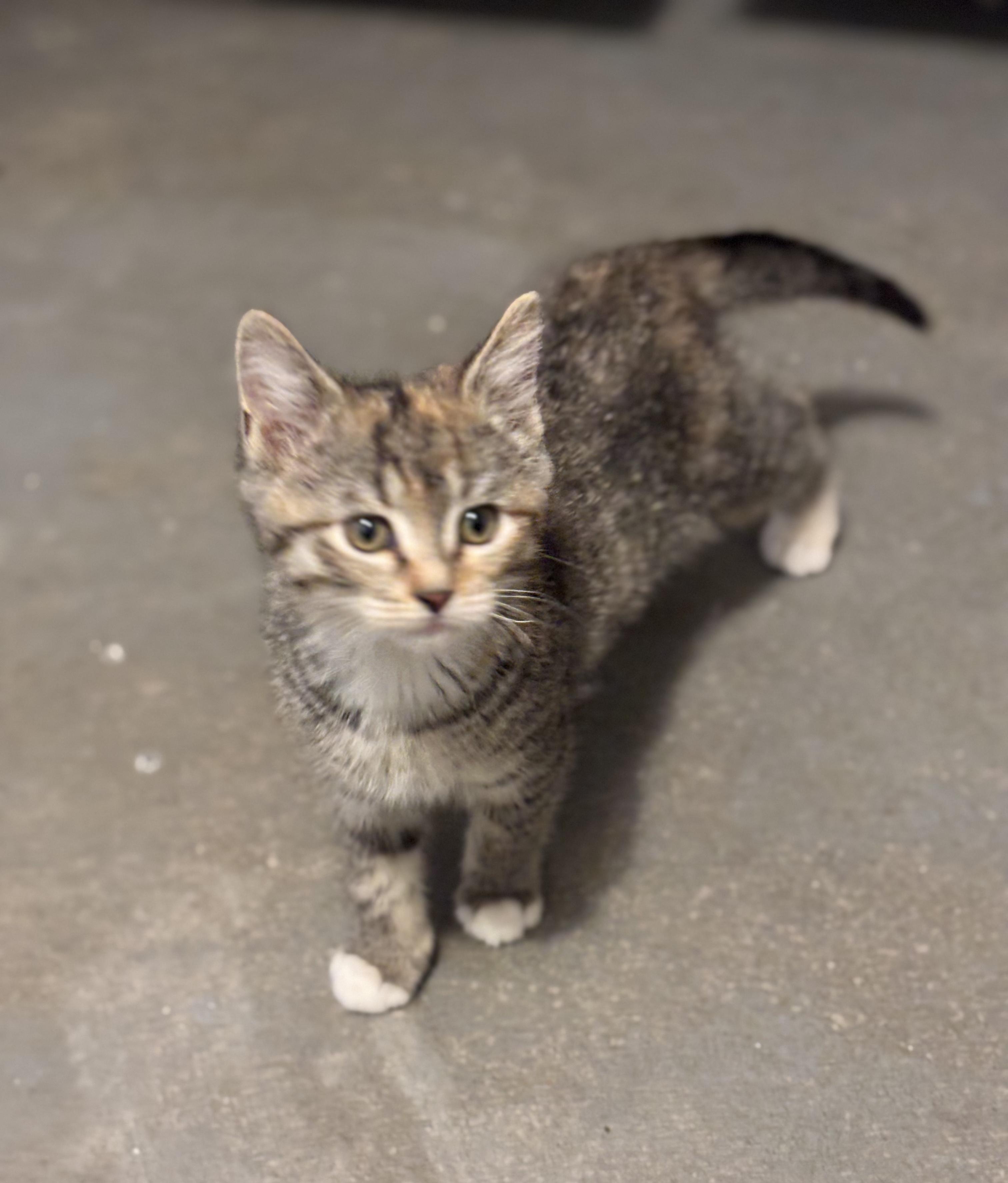 Daisy, ADOPTABLE, Kitten Female Domestic Short Hair.