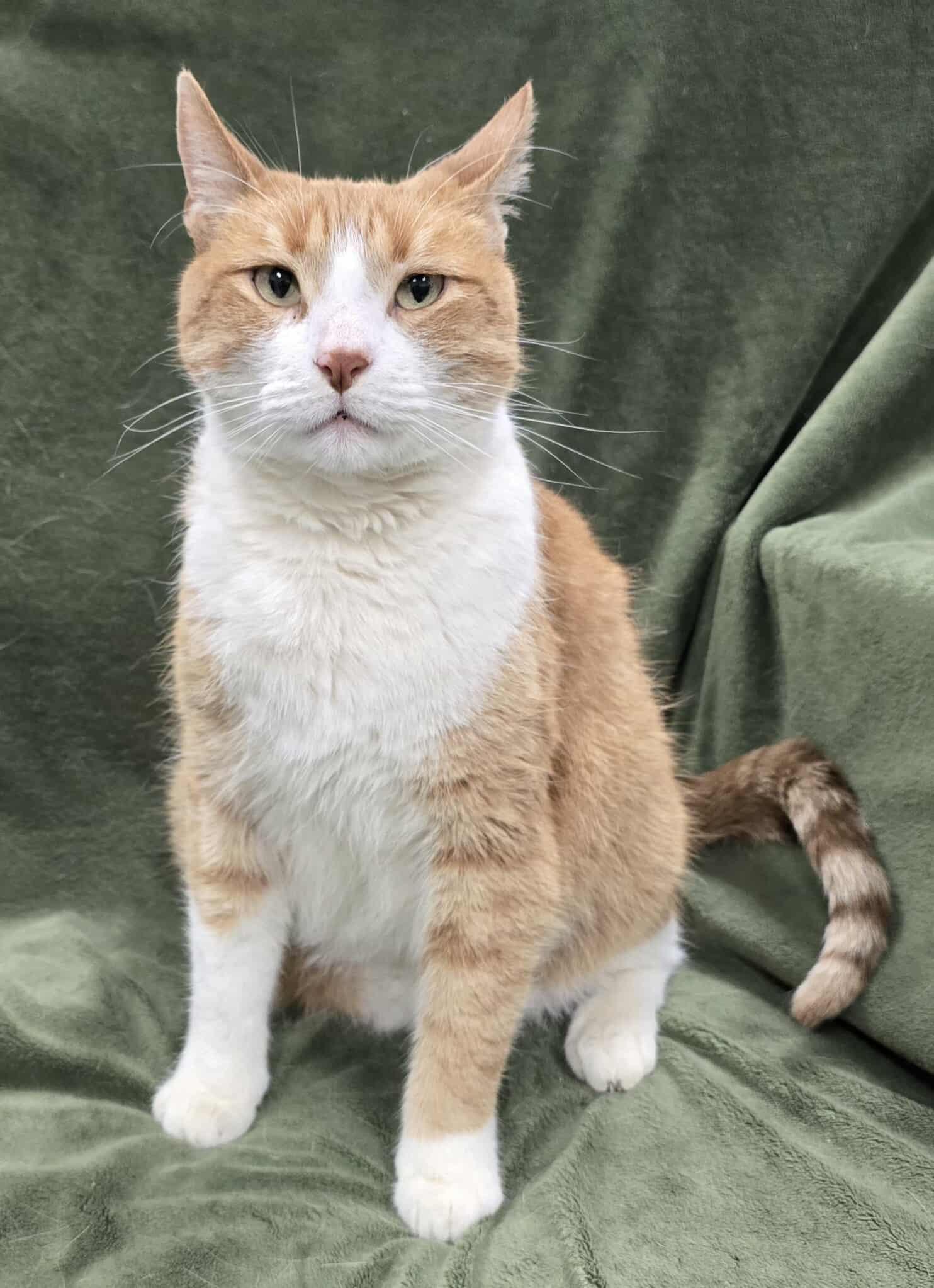Enlarge Copurrnicus, a Adoptable Domestic Short Hair in Frankfort, IN image 1/2