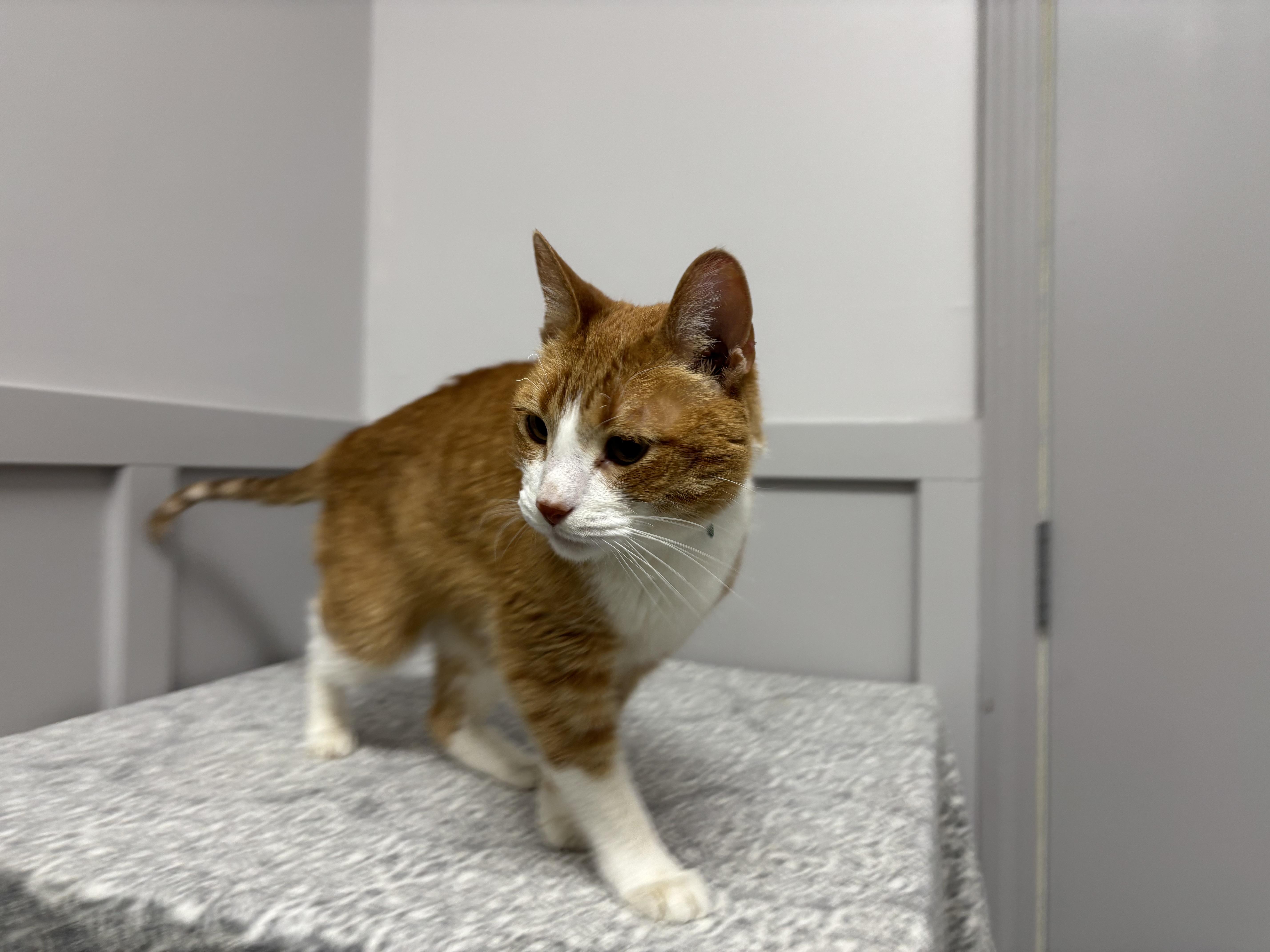 Copurrnicus