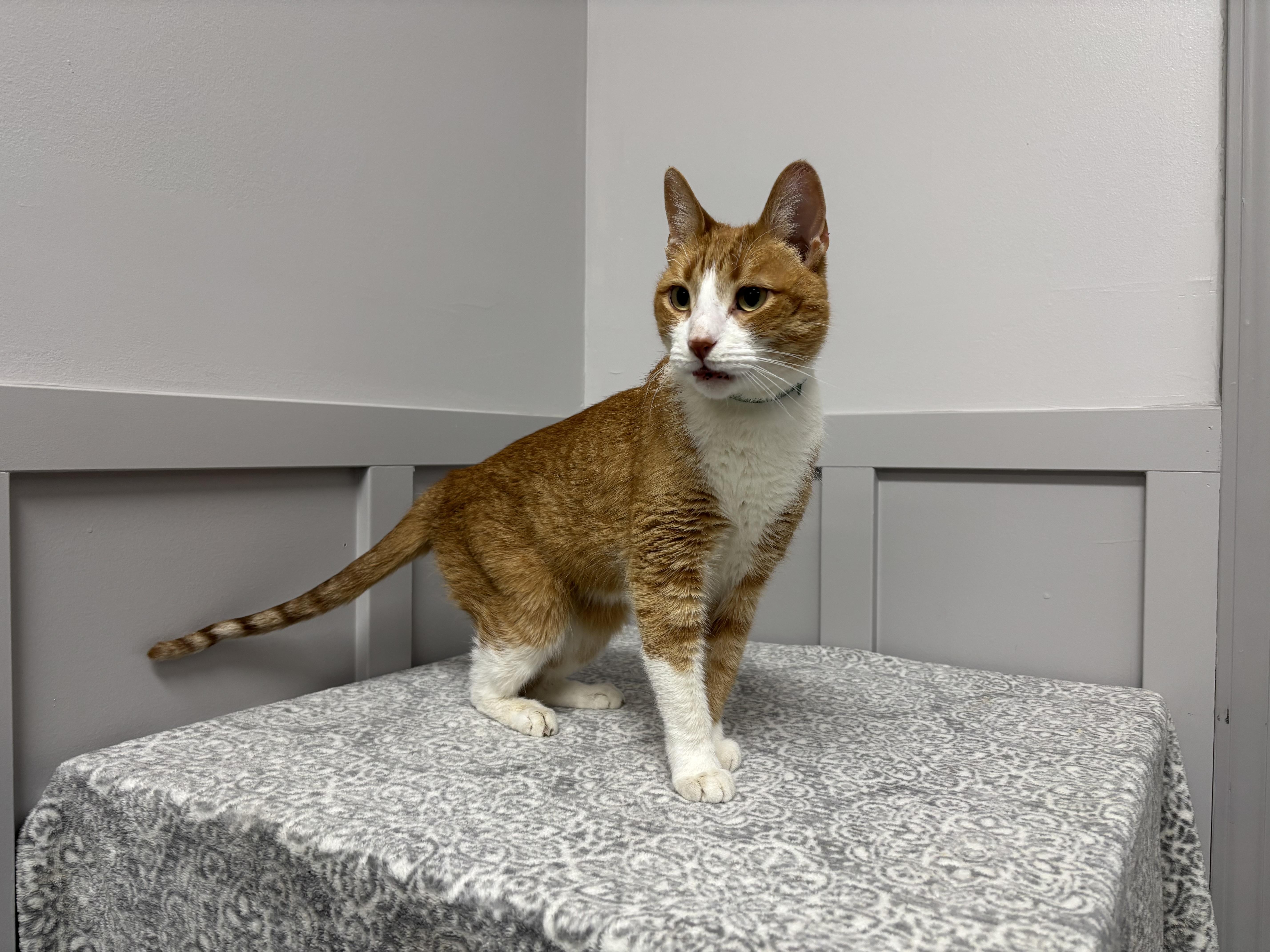 Copurrnicus