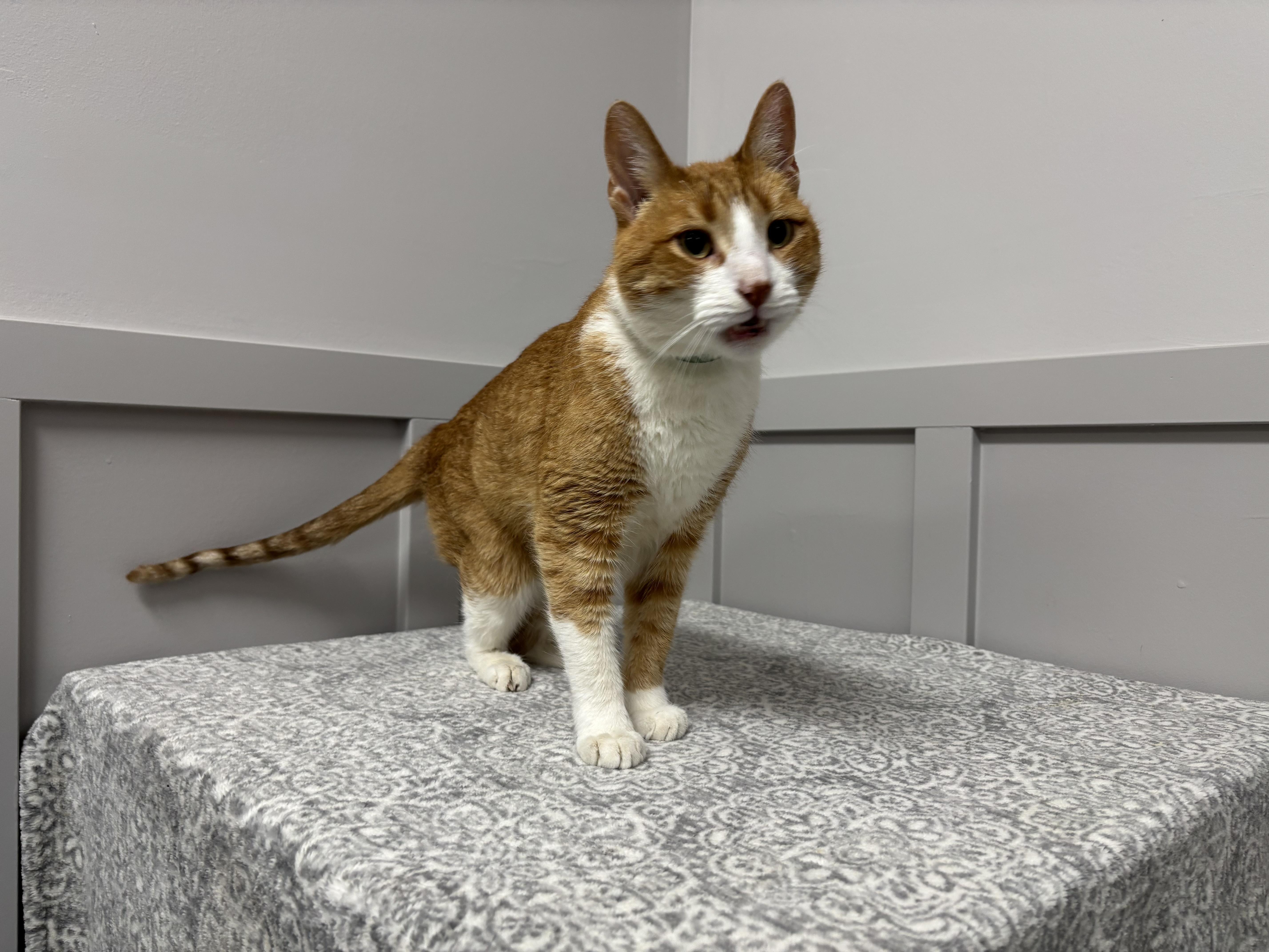 Copurrnicus