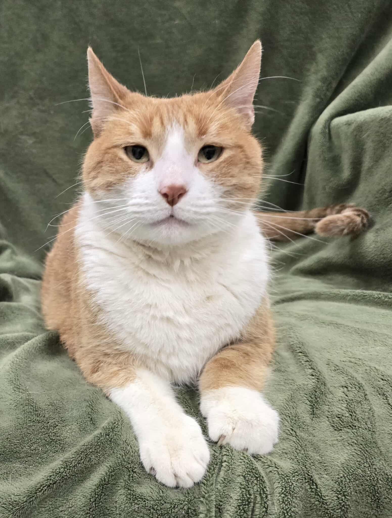 Enlarge Copurrnicus, a Adoptable Domestic Short Hair in Frankfort, IN image 2/2