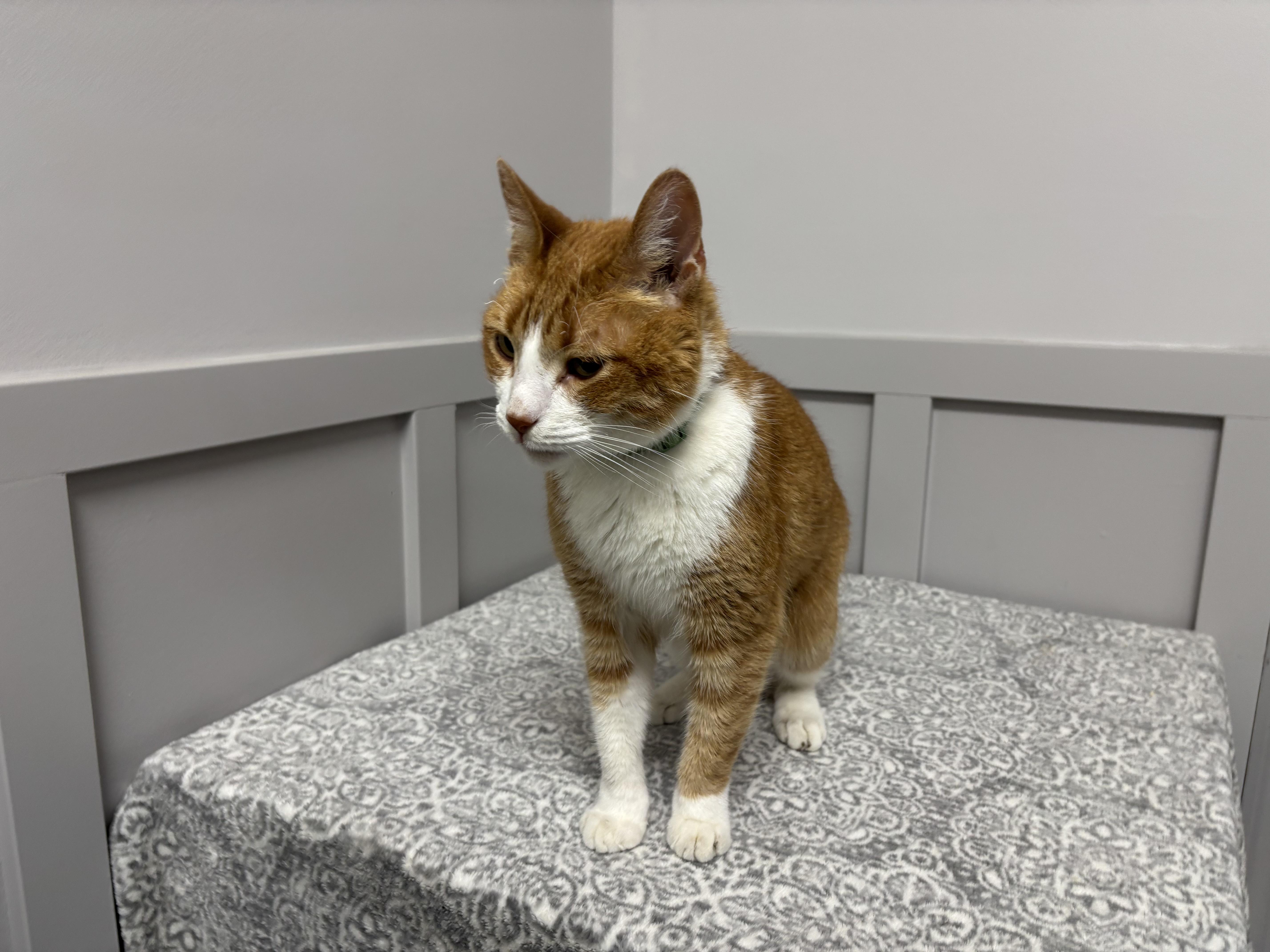 Copurrnicus
