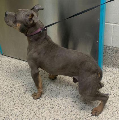 Jordan, Adoptable, Adult Male Fox Terrier & Mixed Breed.