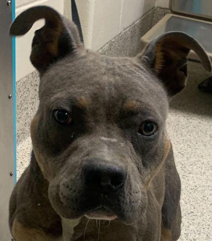 Enlarge Jordan, a Adoptable mixed breed in Gray, LA image 2/2