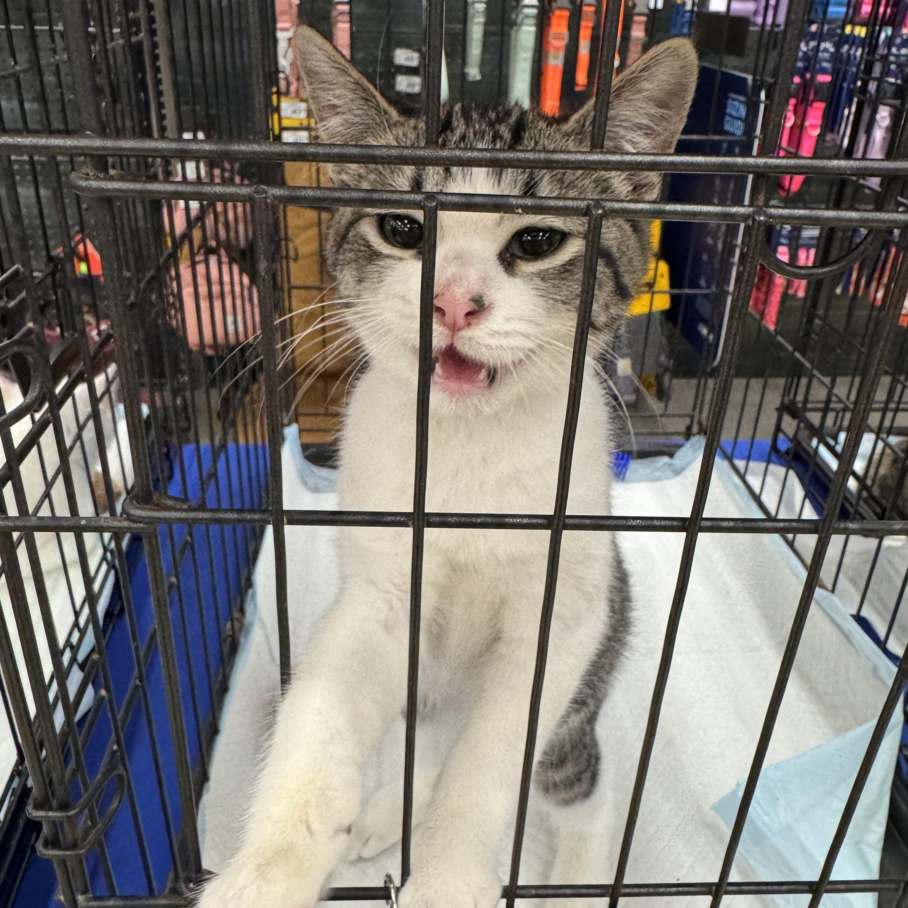 Enlarge Chipmunk, a Adopted Domestic Short Hair in Easley, SC image 3/5
