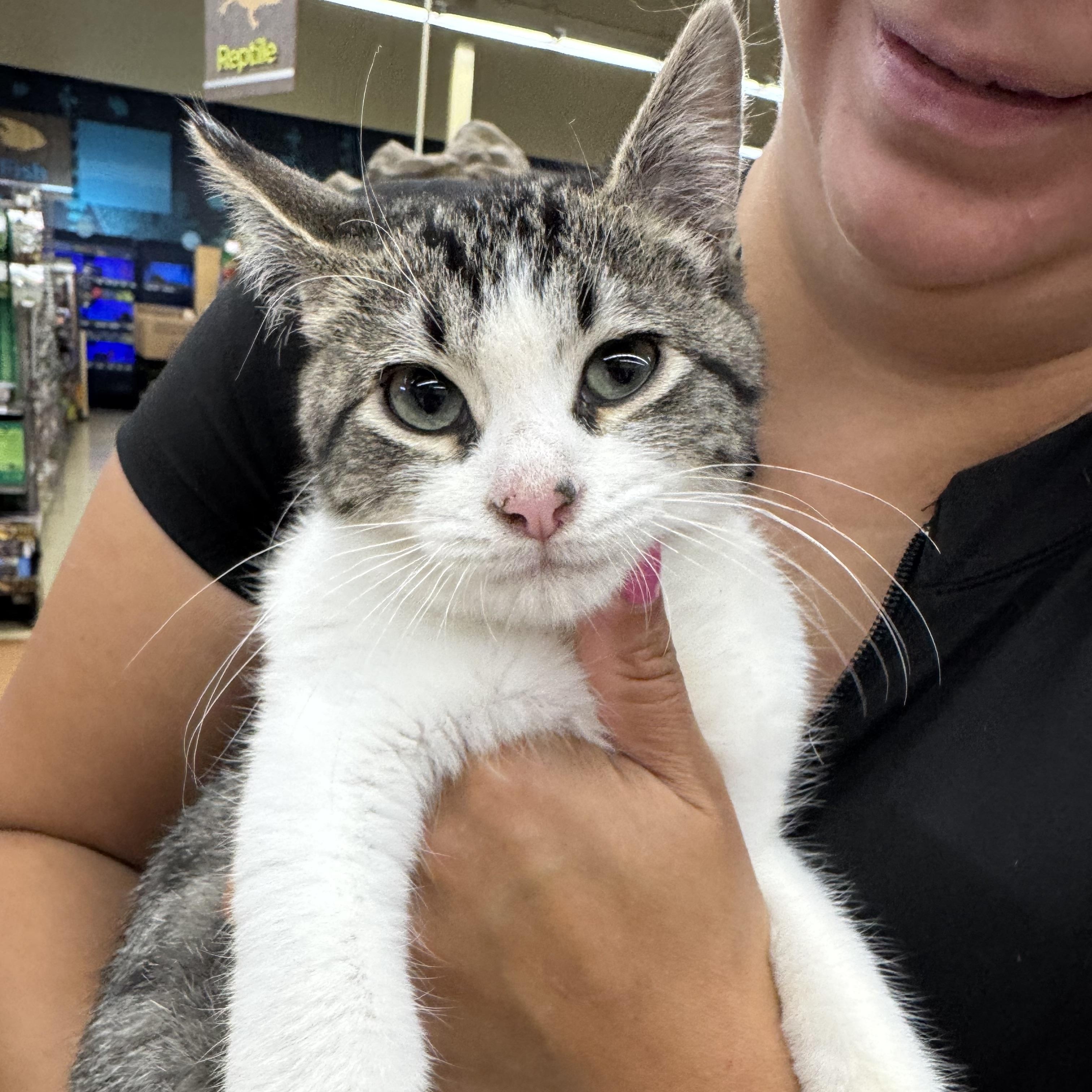 Chipmunk, Adopted, Kitten Male Domestic Short Hair.
