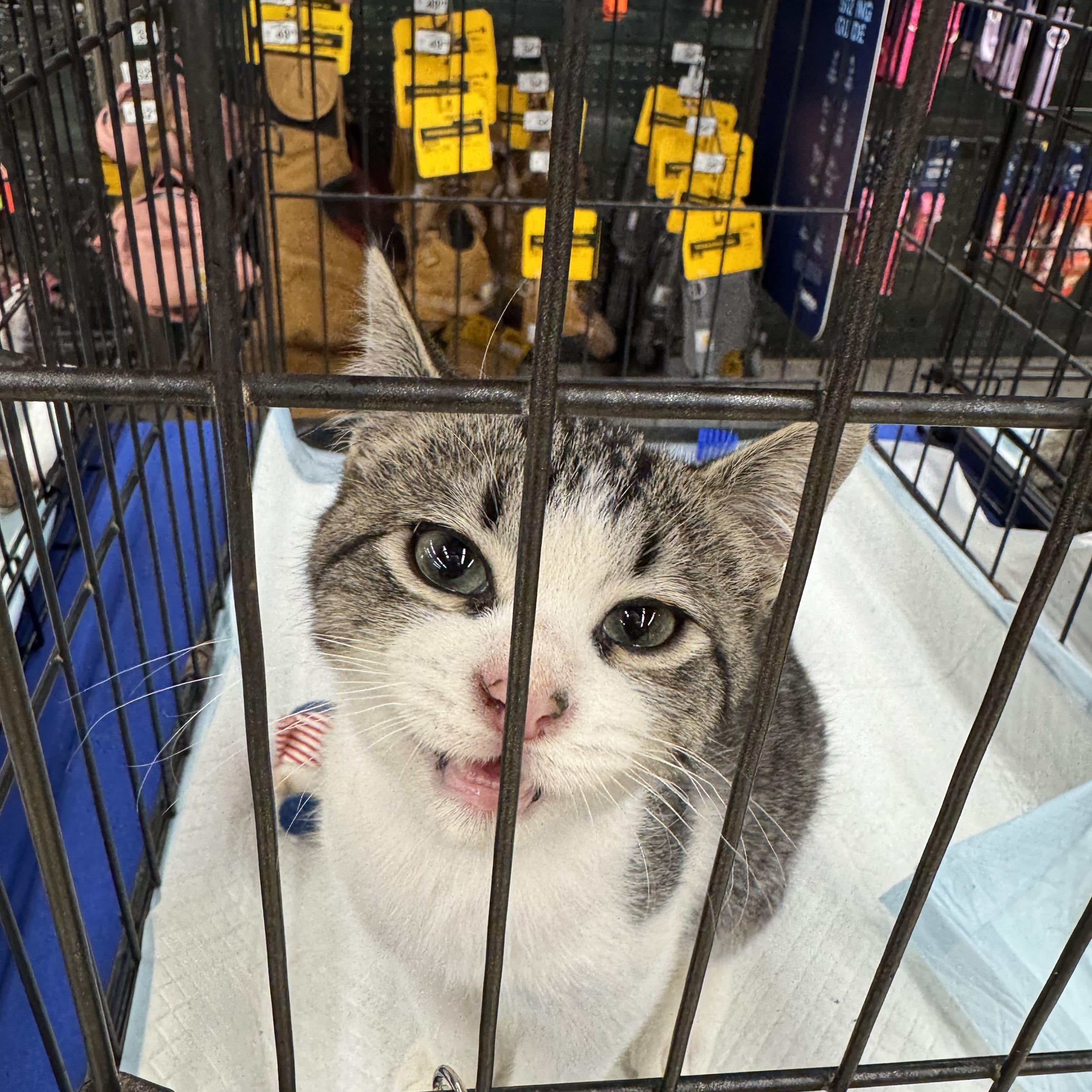 Enlarge Chipmunk, a Adopted Domestic Short Hair in Easley, SC image 4/5