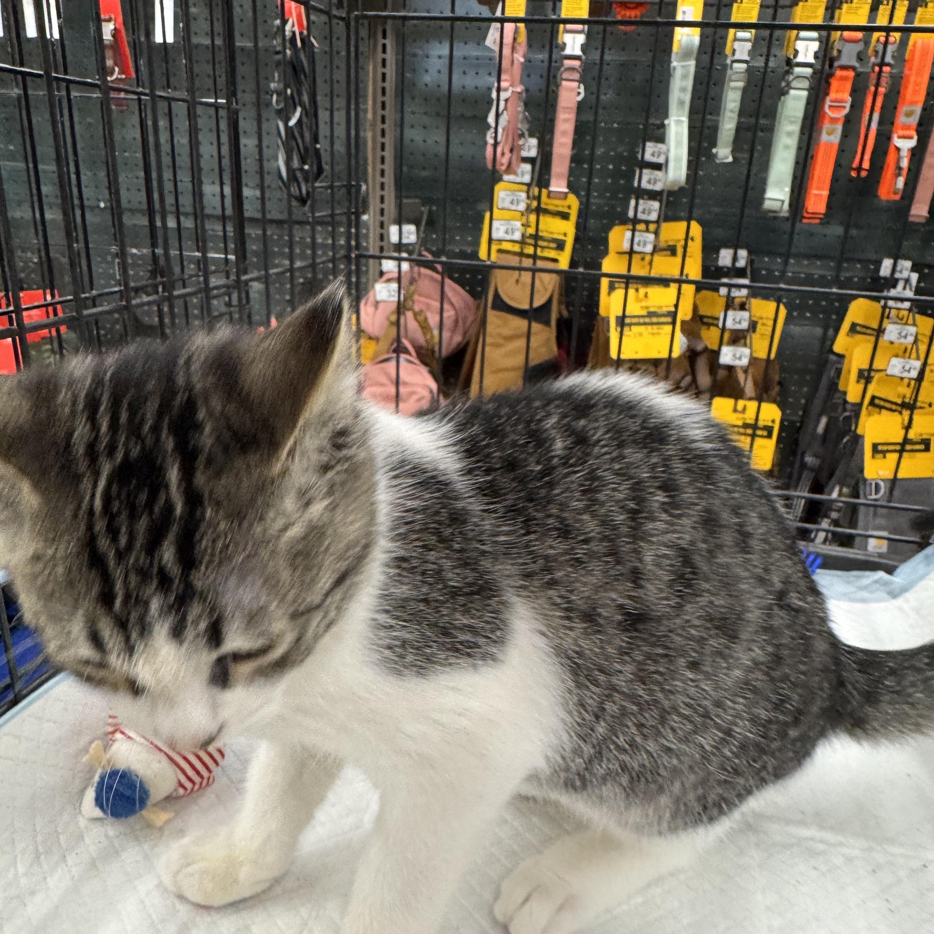 Enlarge Chipmunk, a Adopted Domestic Short Hair in Easley, SC image 5/5