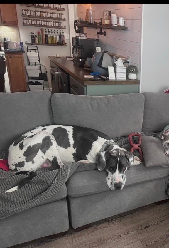 Enlarge Angus, a ADOPTABLE Great Dane in Pine Beach, NJ image 4/5