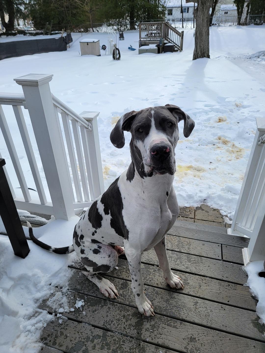 Angus, ADOPTABLE, Young Male Great Dane.
