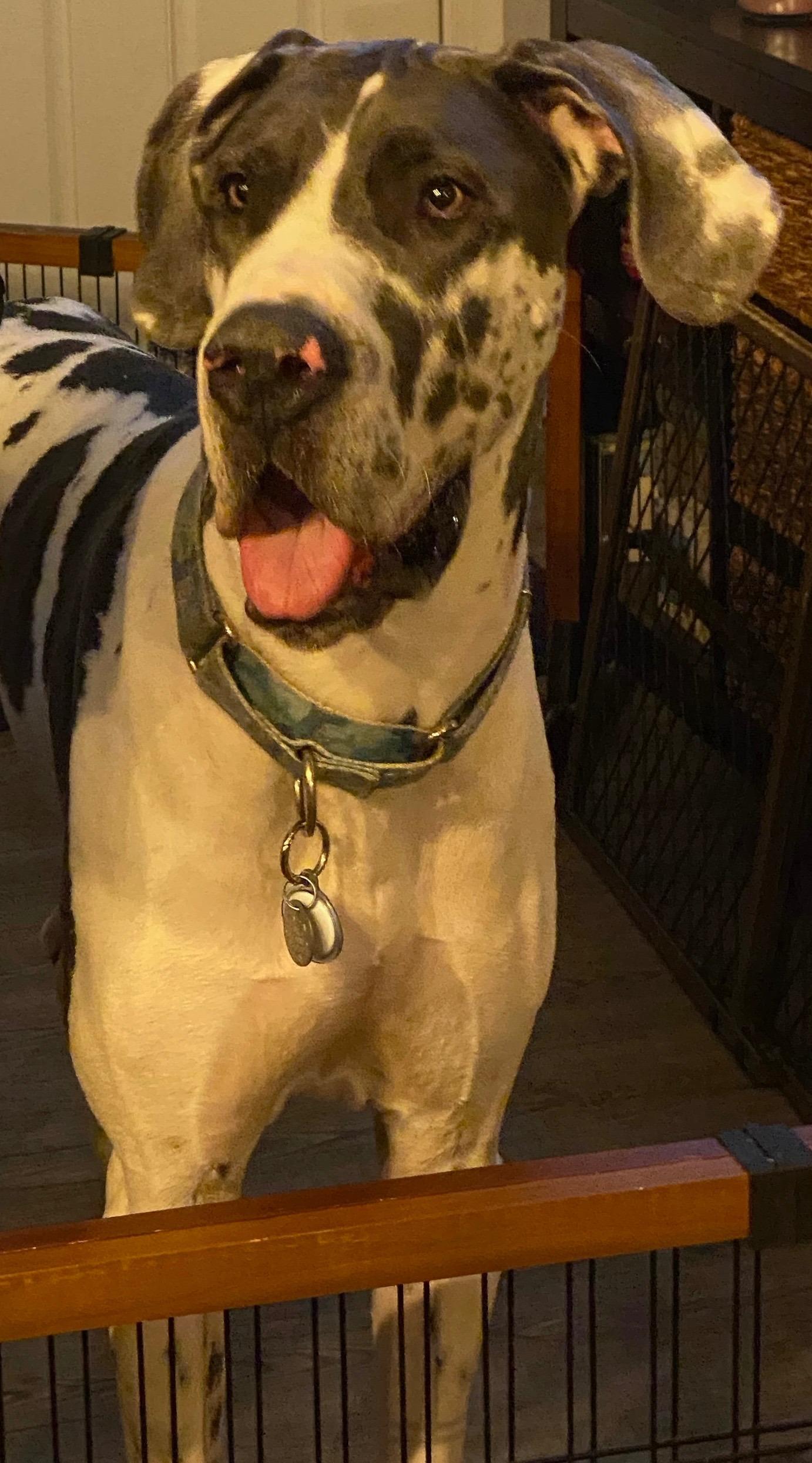 Enlarge Angus, a ADOPTABLE Great Dane in Pine Beach, NJ image 2/5