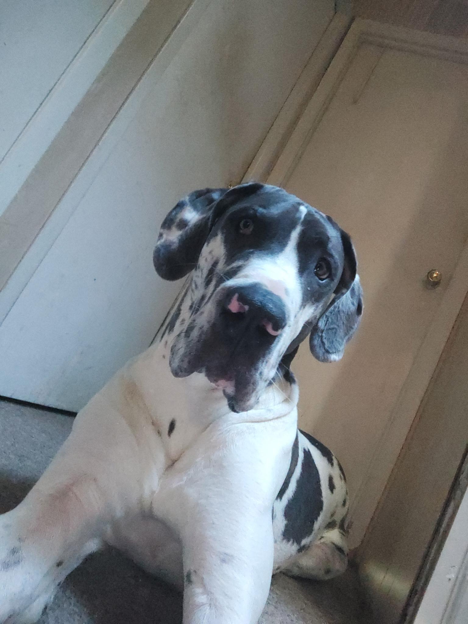 Enlarge Angus, a ADOPTABLE Great Dane in Pine Beach, NJ image 3/5