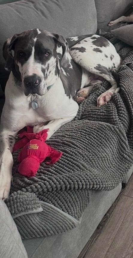 Enlarge Angus, a ADOPTABLE Great Dane in Pine Beach, NJ image 5/5