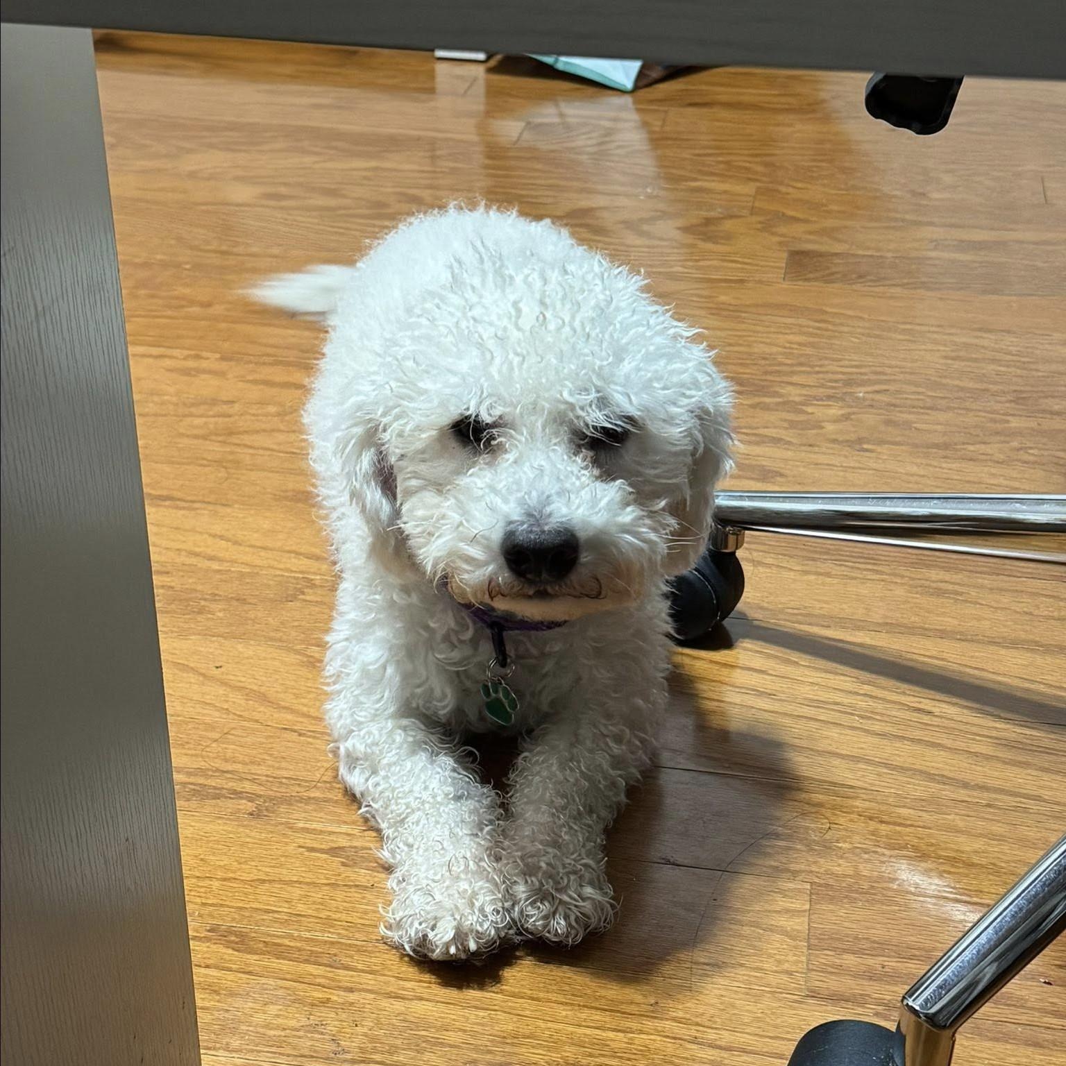 Lennox, ADOPTABLE, Young Male Bichon Frise.