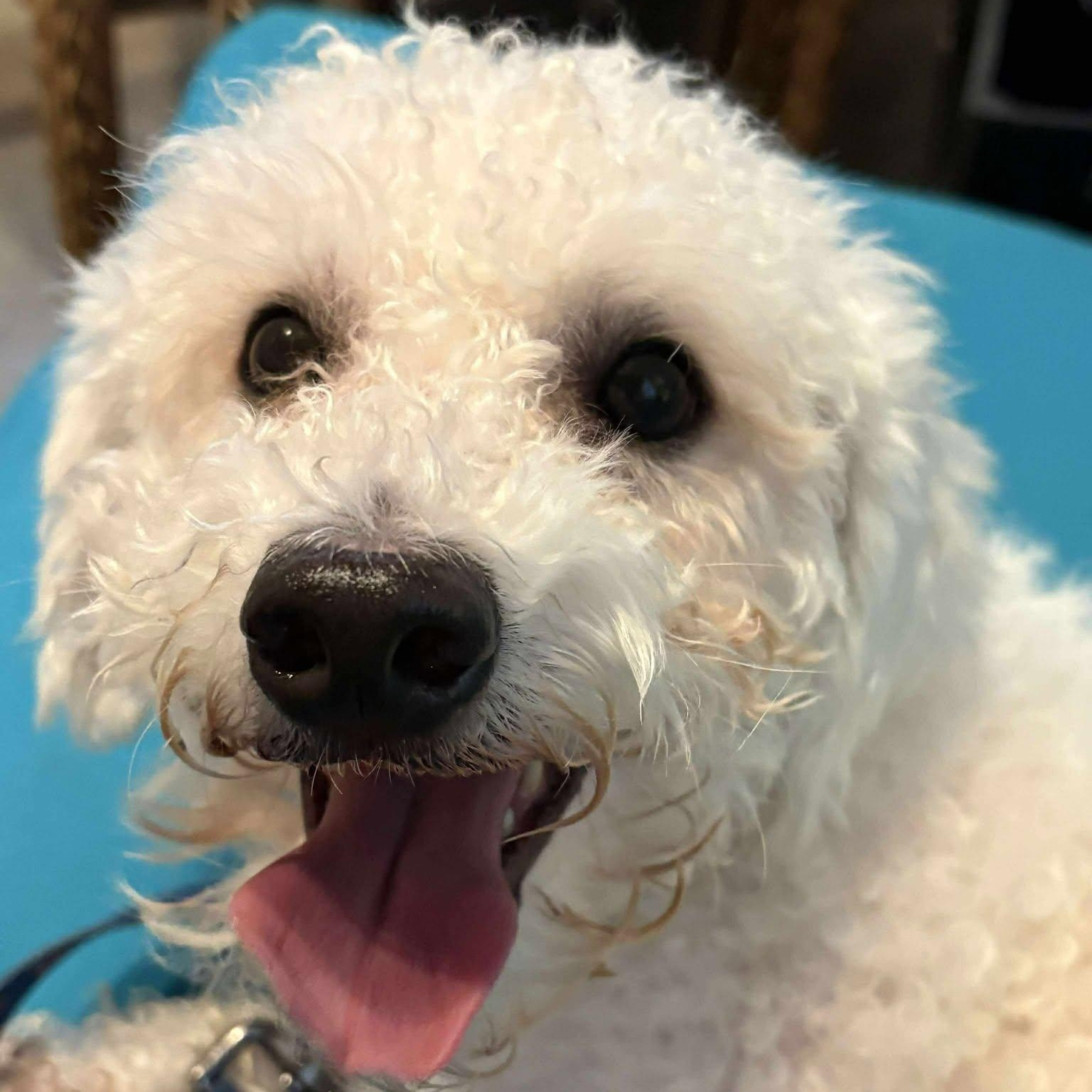 Enlarge Lennox, a ADOPTABLE mixed breed in Grafton, OH image 2/6