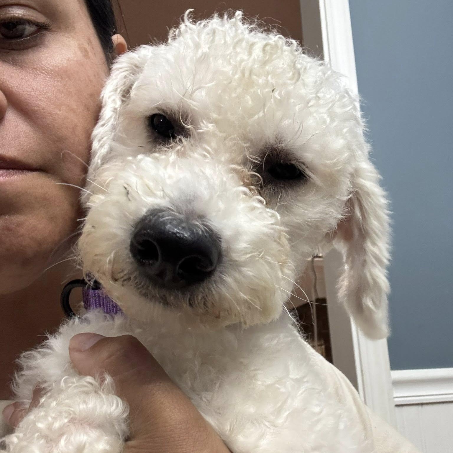 Enlarge Lennox, a ADOPTABLE mixed breed in Grafton, OH image 3/6