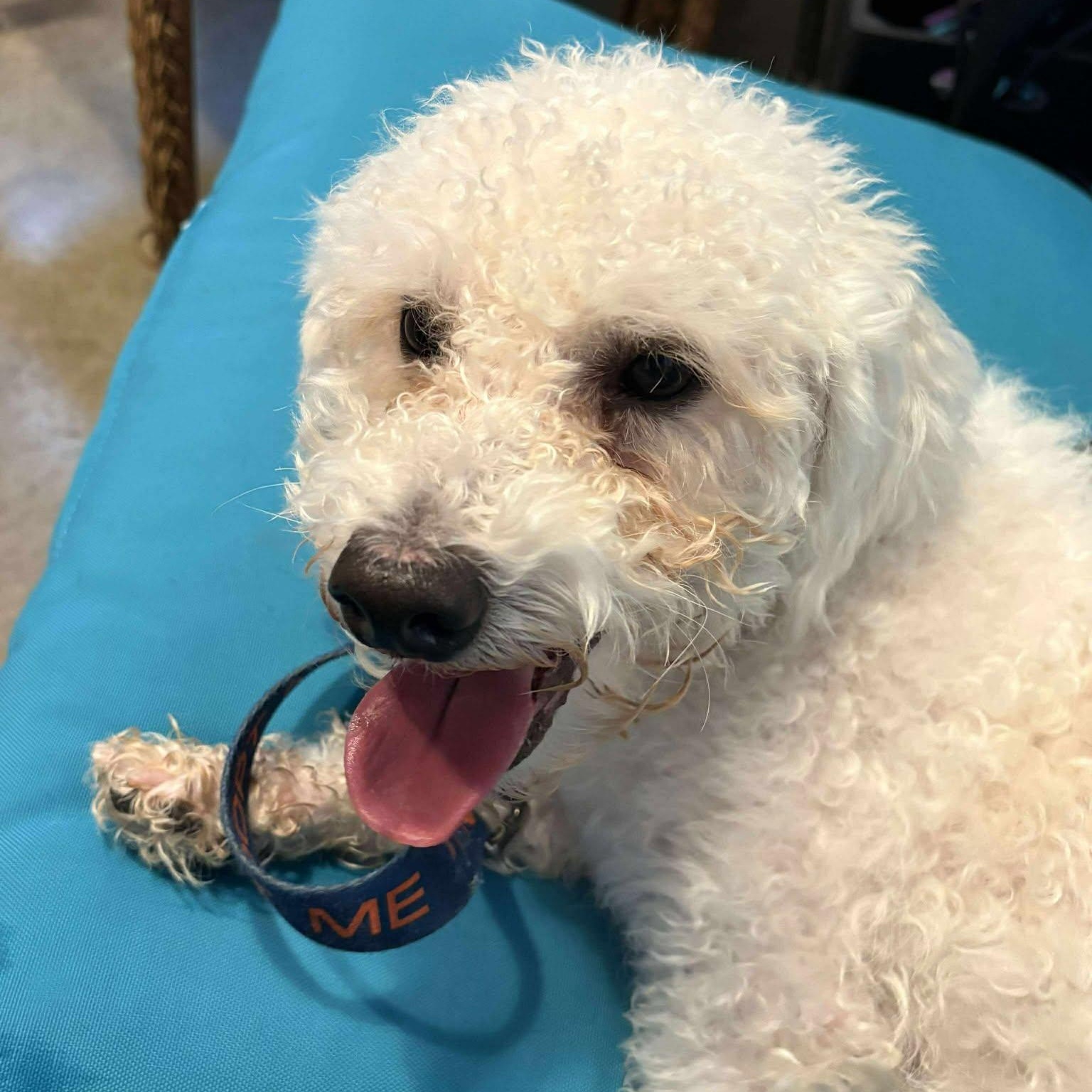 Enlarge Lennox, a ADOPTABLE mixed breed in Grafton, OH image 4/6