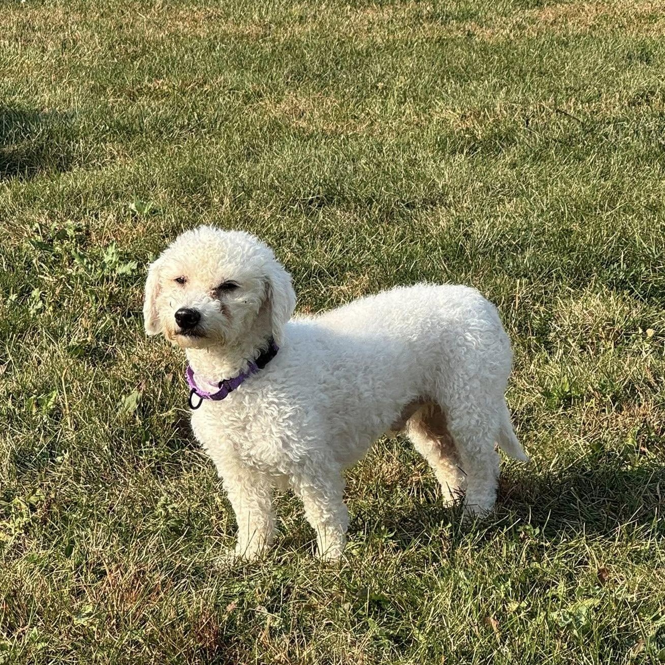 Enlarge Lennox, a ADOPTABLE mixed breed in Grafton, OH image 5/6