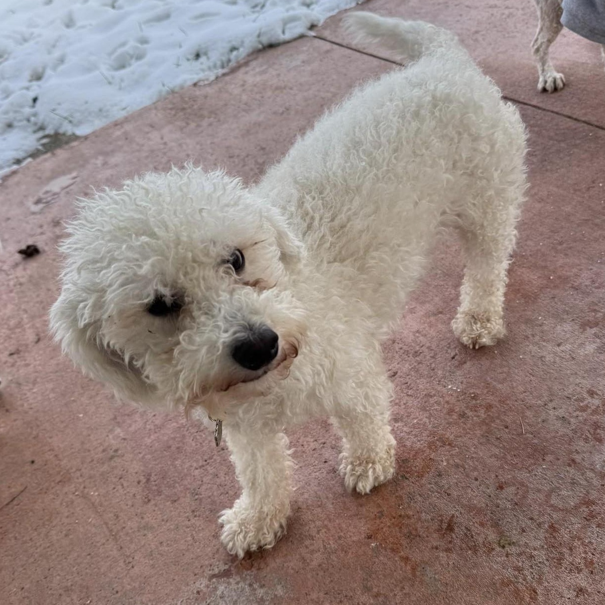 Enlarge Lennox, a ADOPTABLE mixed breed in Grafton, OH image 6/6