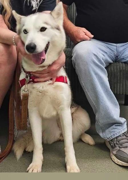Winter, adoptable, Adult Female Husky.