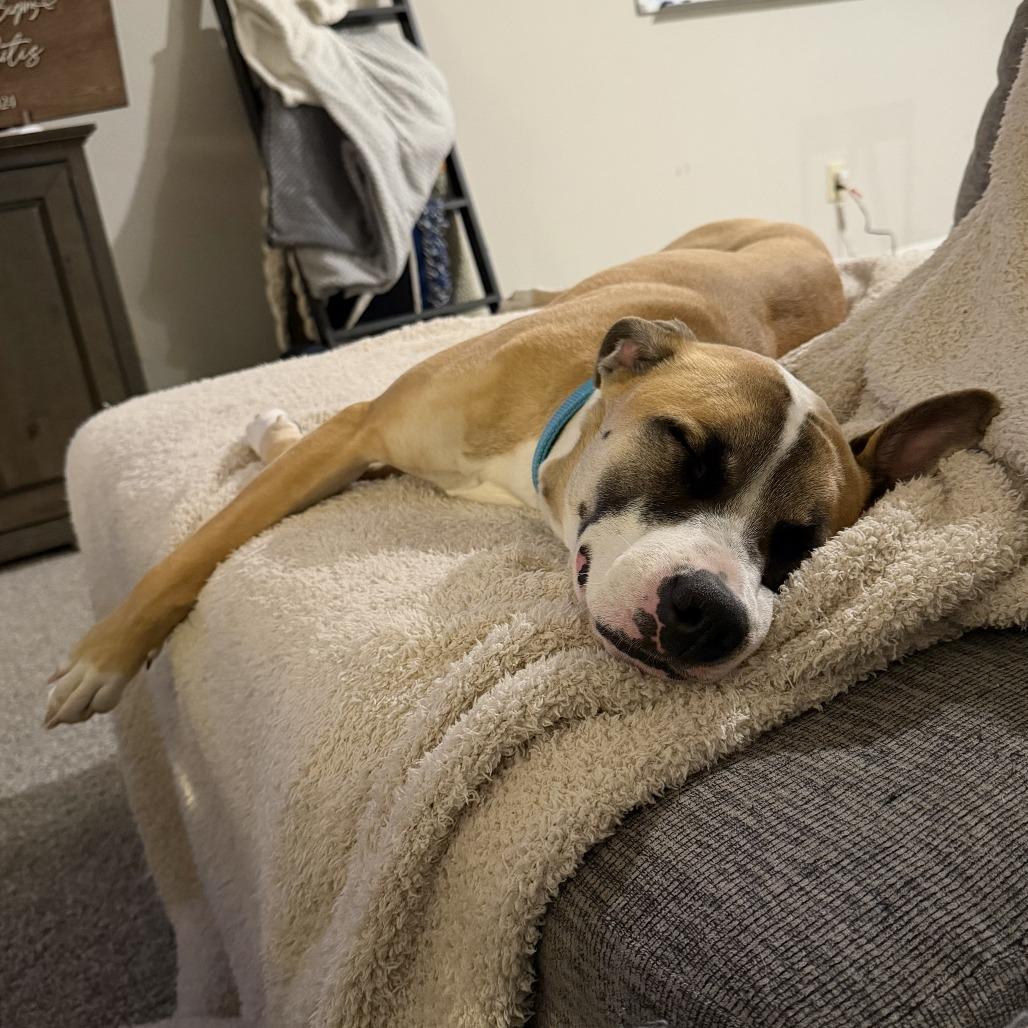 Honey, Adoptable, Young Female Mixed Breed.