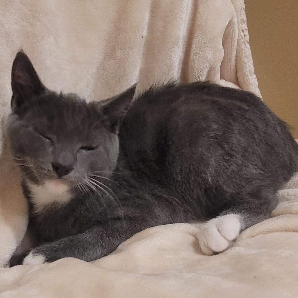 Enlarge Arlington, a Adoptable American Shorthair in Sparks, NV image 2/5