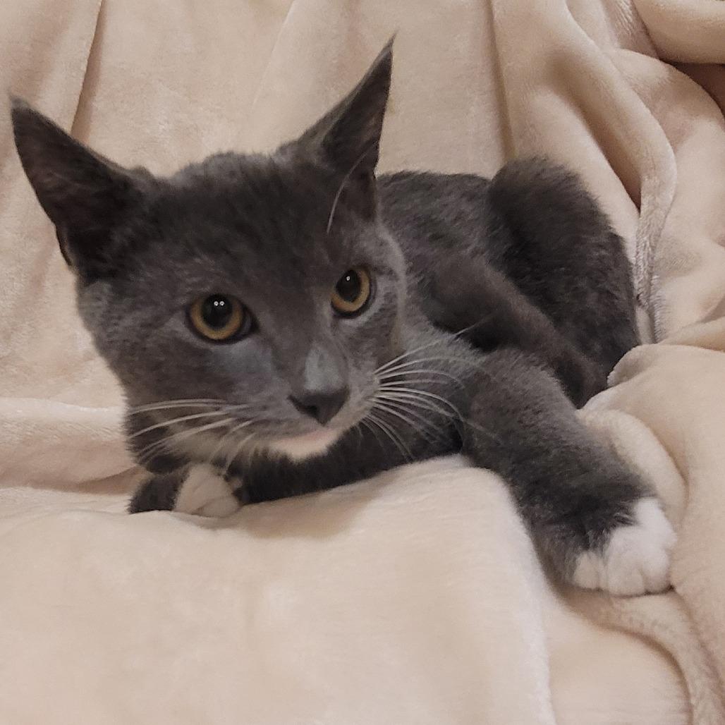 Enlarge Arlington, a Adoptable American Shorthair in Sparks, NV image 5/5