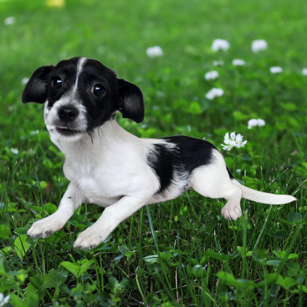 Zander, ADOPTABLE, Puppy Male Chihuahua.