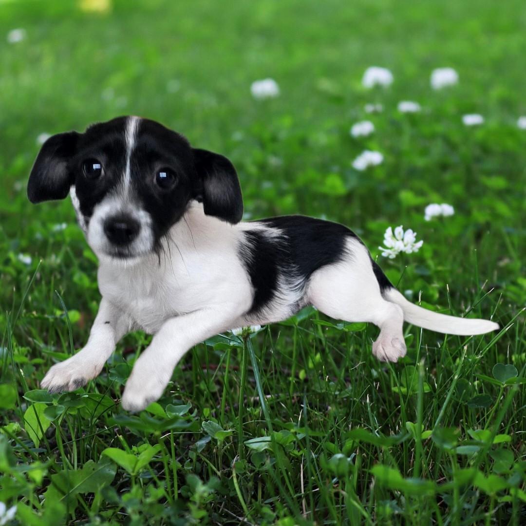 Enlarge Zander, a ADOPTABLE mixed breed in Dallas, GA image 2/2