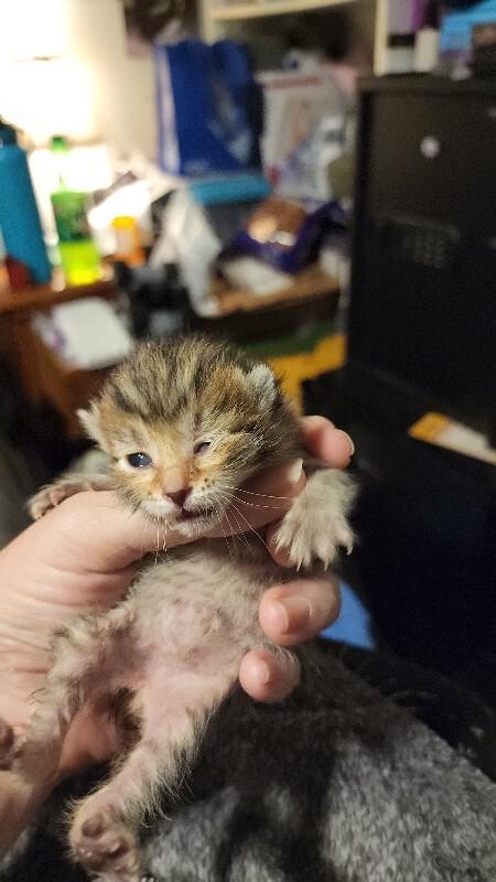 Moana, Adoptable, Young Female Domestic Medium Hair.