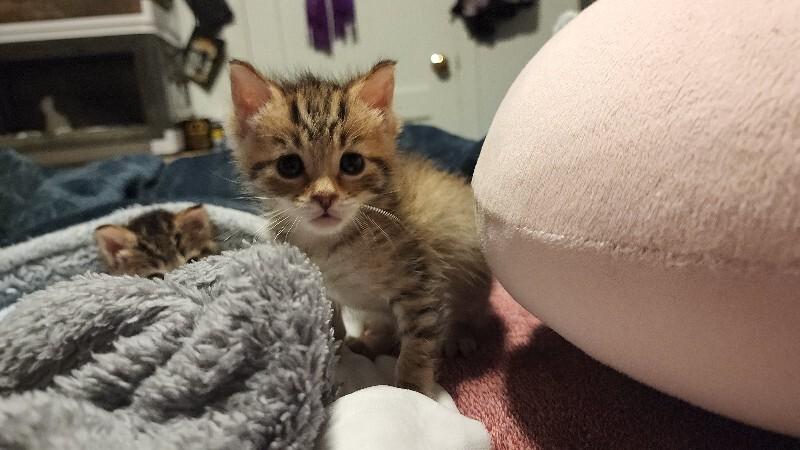 Enlarge Moana, a Adoptable Domestic Medium Hair in Kennewick, WA image 2/2