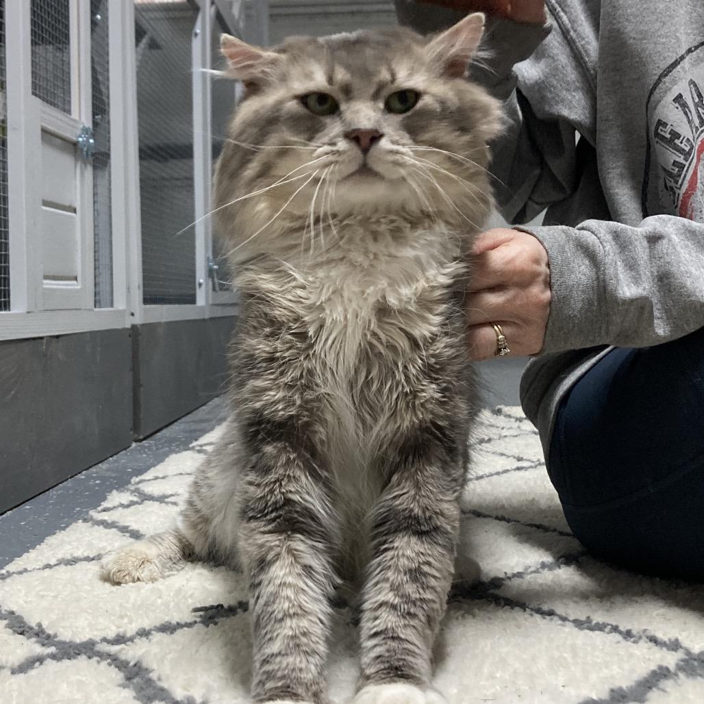 Bodie, Adoptable, Adult Male Maine Coon & Domestic Long Hair.