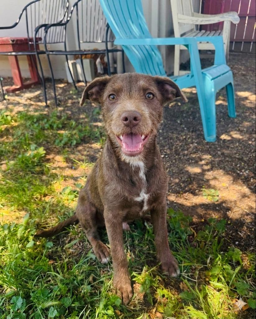 Enlarge Denny, a Adoptable mixed breed in Vacaville, CA image 1/1
