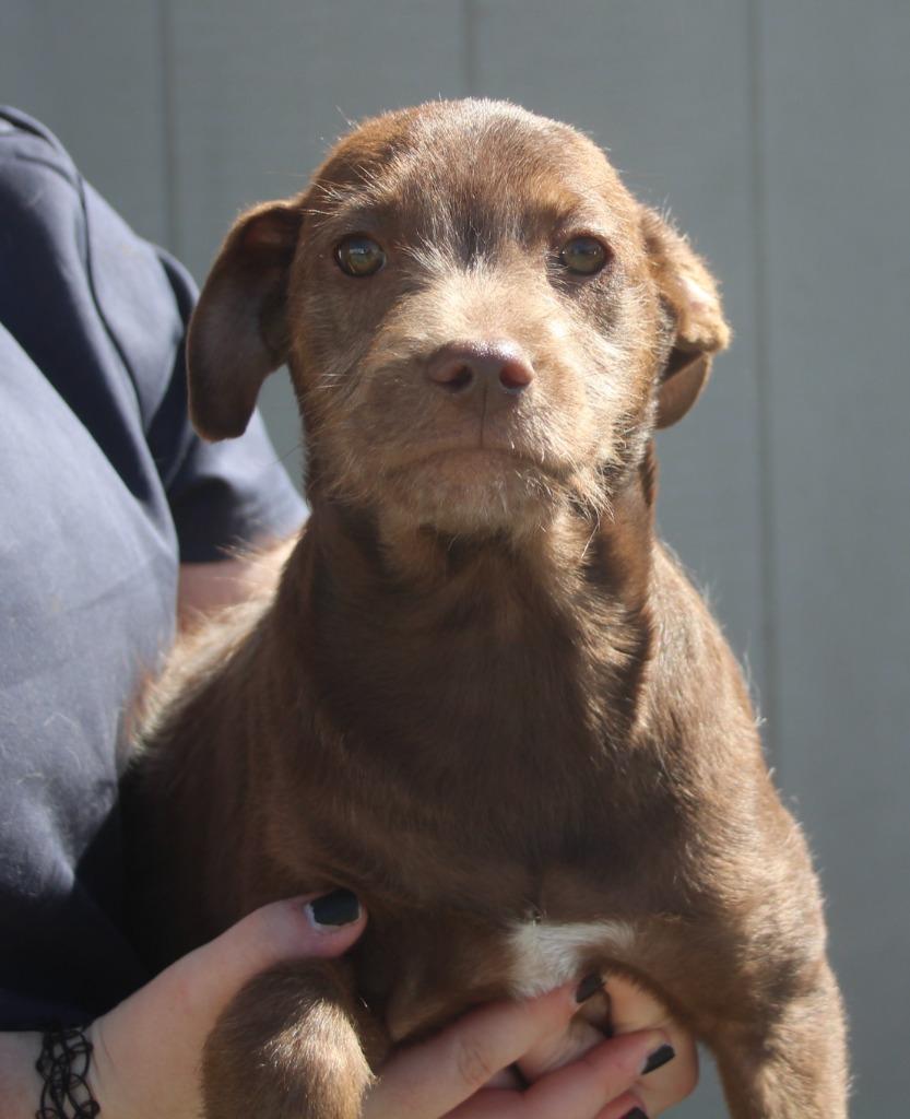 Denny, Adoptable, Puppy Male Labrador Retriever & Mixed Breed.