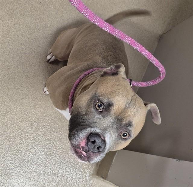 Enlarge OATMEAL NUT WAFFLE, a Adoptable Pit Bull Terrier in Decatur, IL image 1/1