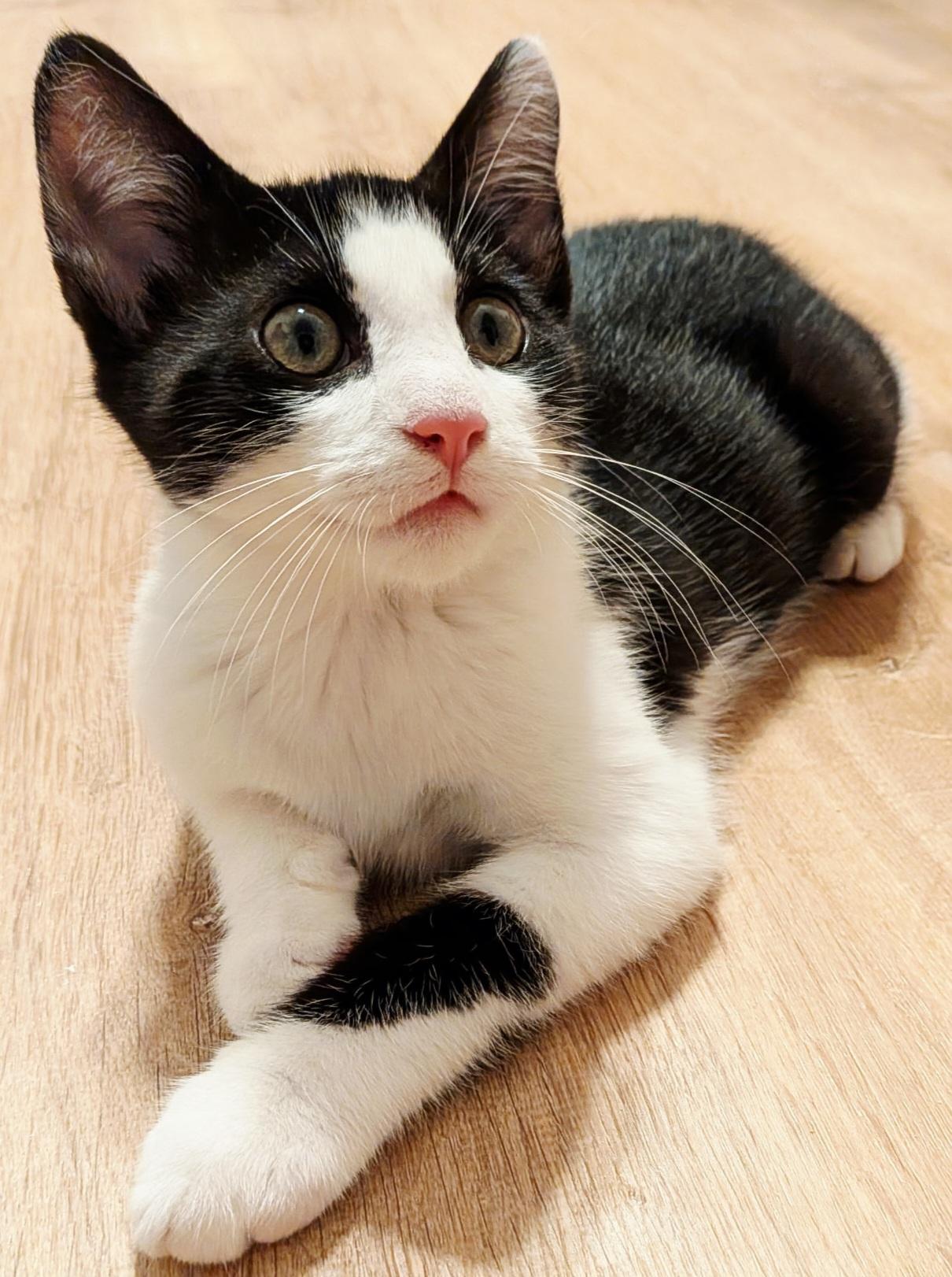 Basil, ADOPTABLE, Kitten Male Tuxedo & Domestic Short Hair.