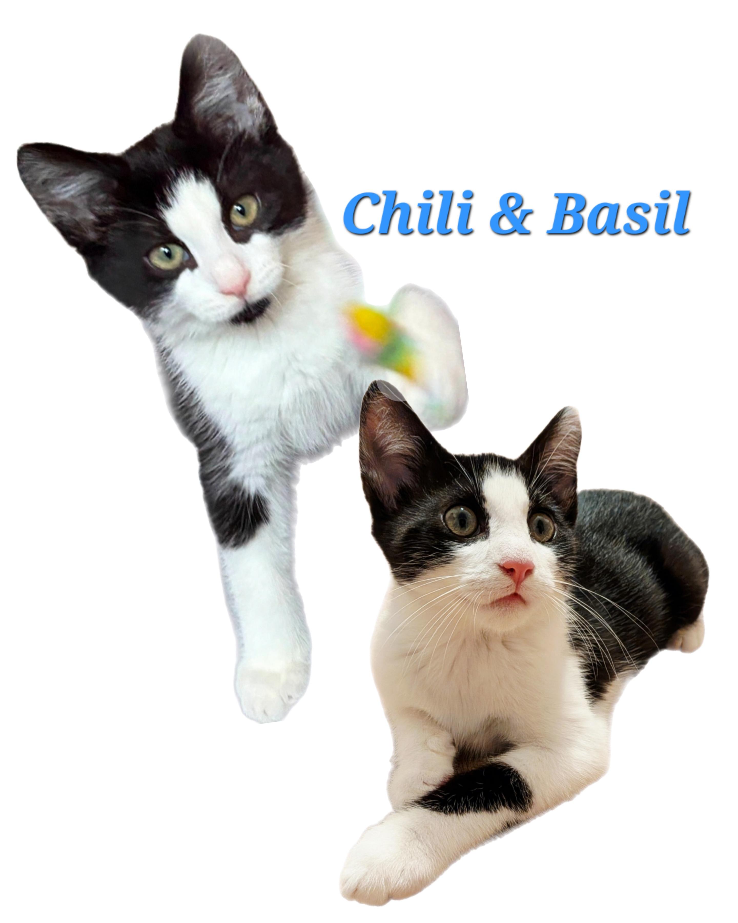 Basil, a ADOPTABLE mixed breed in Groton, CT image 3/5