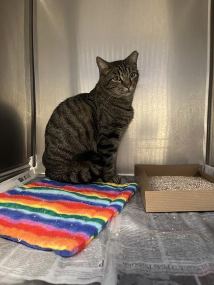 Alfie, Adoptable, Adult Male American Shorthair & Domestic Short Hair.