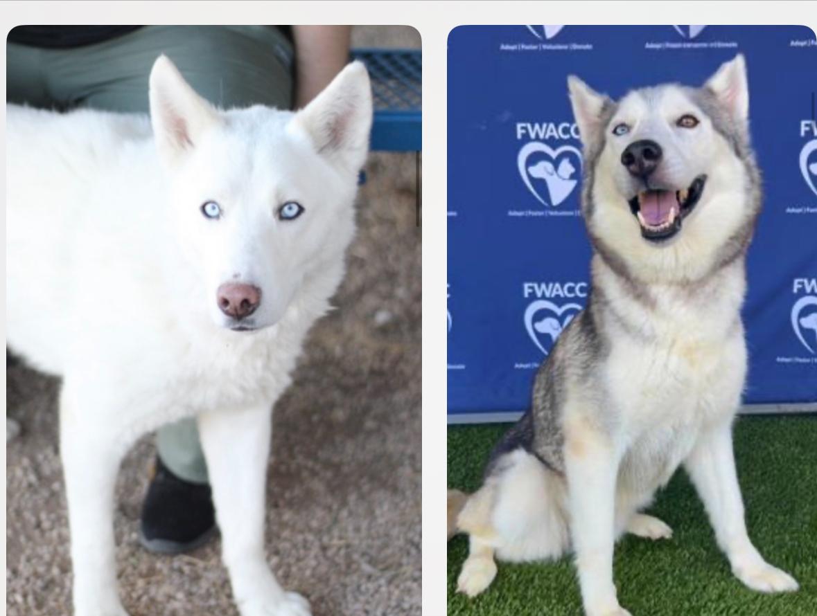 Enlarge Adopt a Texas Dog in Need, a Adoptable mixed breed in Philadelphia , PA image 1/6