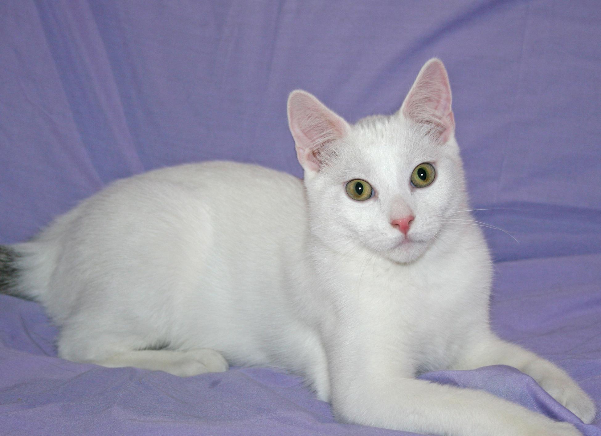 Enlarge Sawyer, a ADOPTABLE Domestic Short Hair in Victoria, MN image 3/4