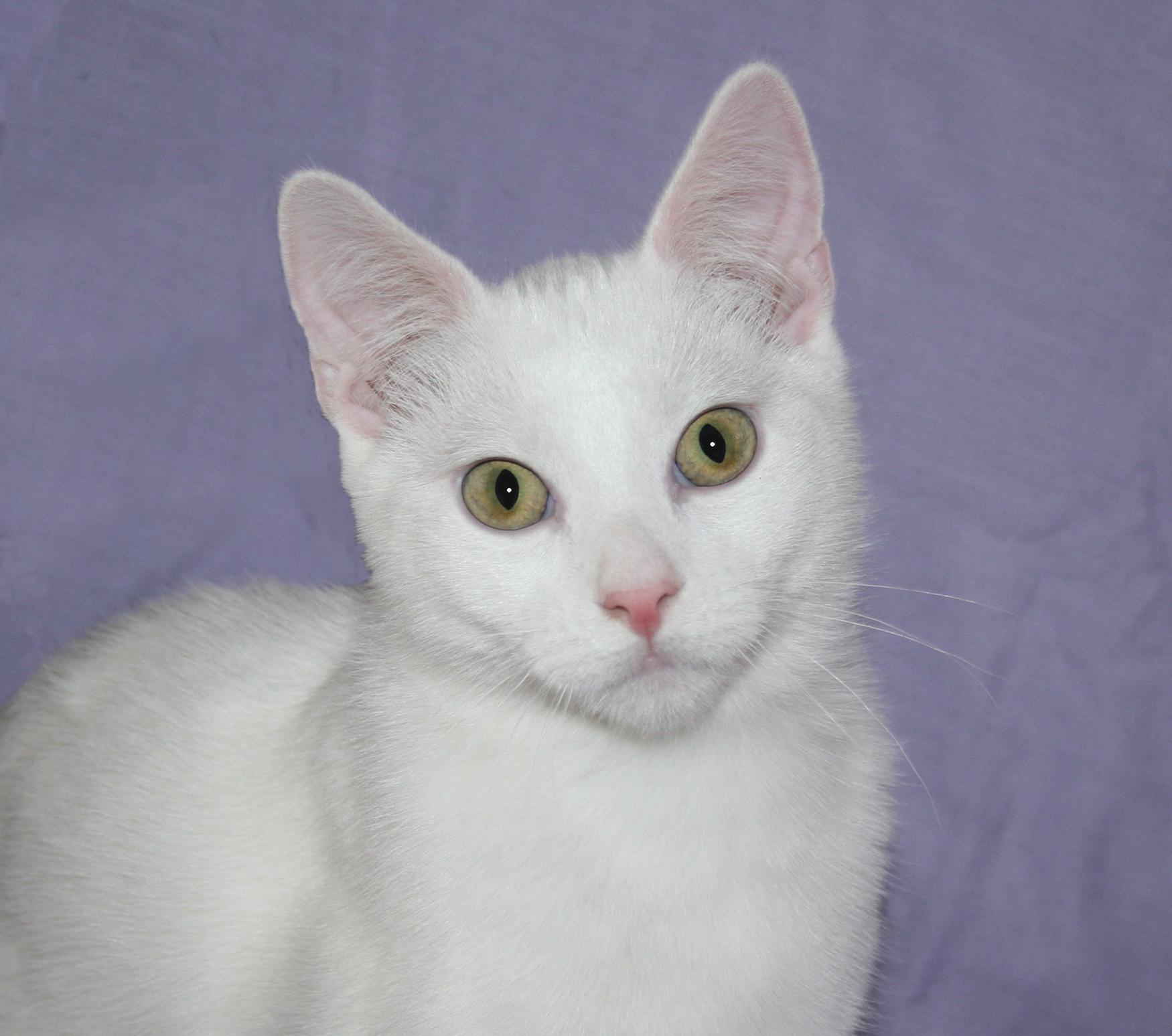 Sawyer, ADOPTABLE, Kitten Male Domestic Short Hair.