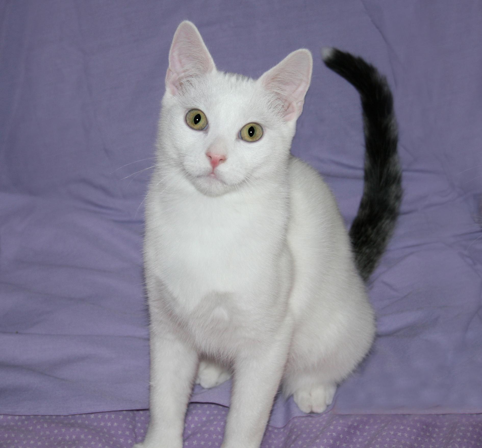 Enlarge Sawyer, a ADOPTABLE Domestic Short Hair in Victoria, MN image 4/4