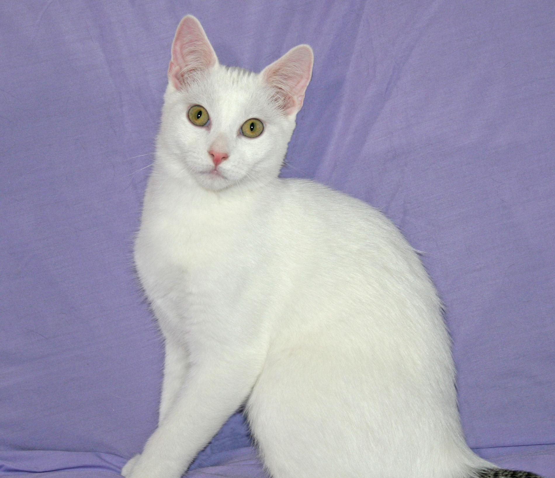 Enlarge Sawyer, a ADOPTABLE Domestic Short Hair in Victoria, MN image 2/4