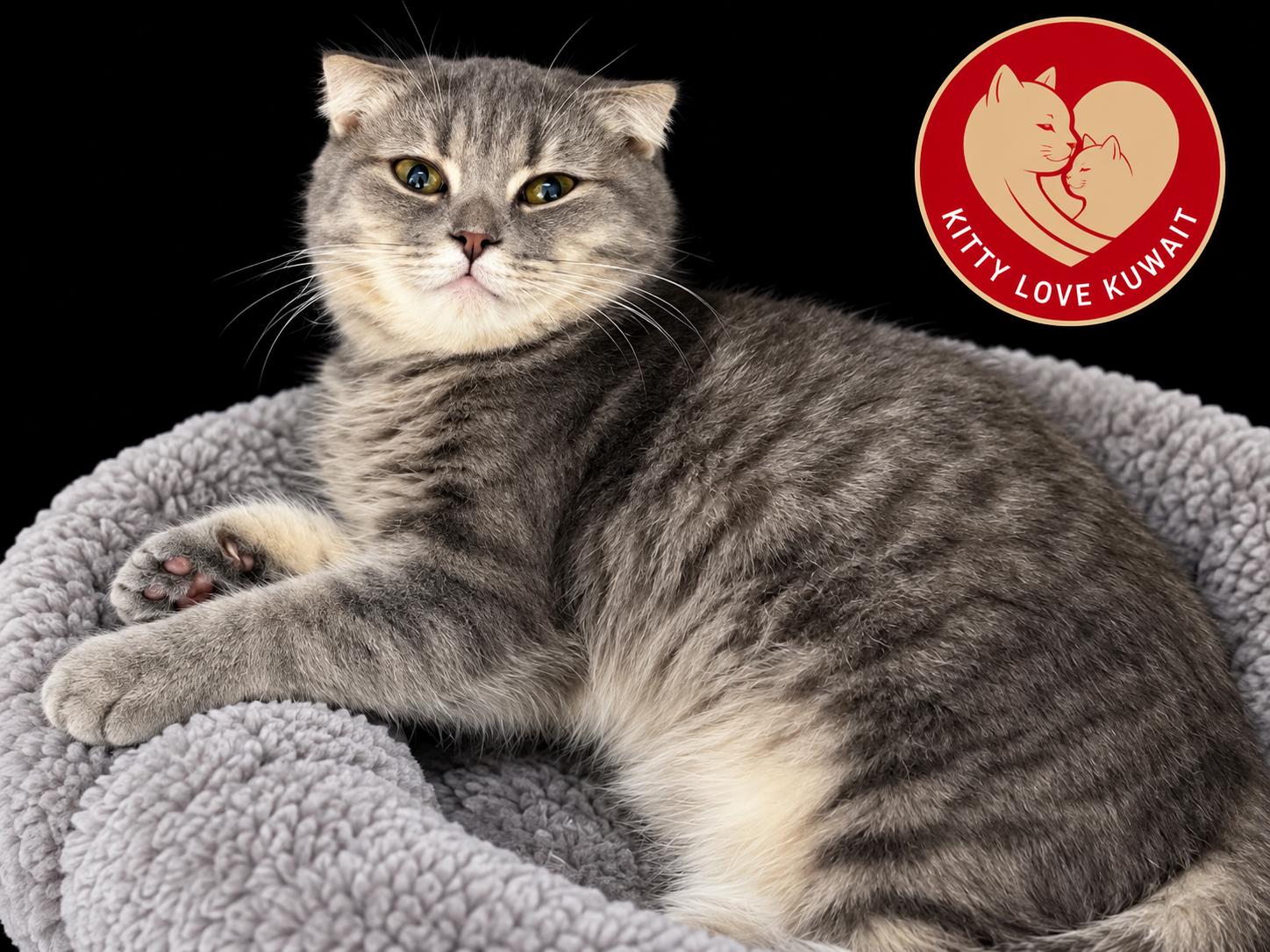 Runa, Adoptable, Young Female Scottish Fold.