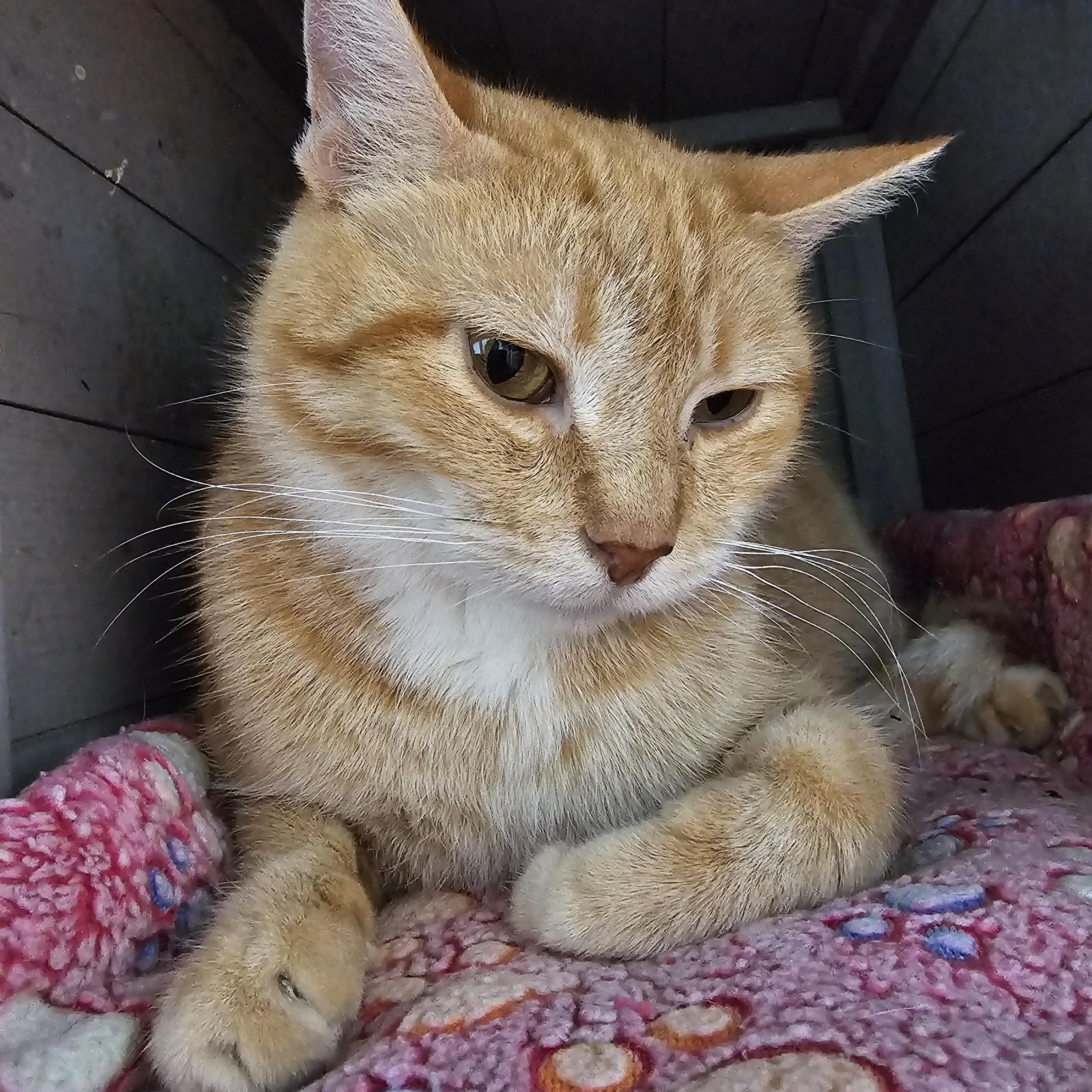 Enlarge Clementine, a ADOPTABLE Domestic Short Hair in Toledo, OH image 1/1