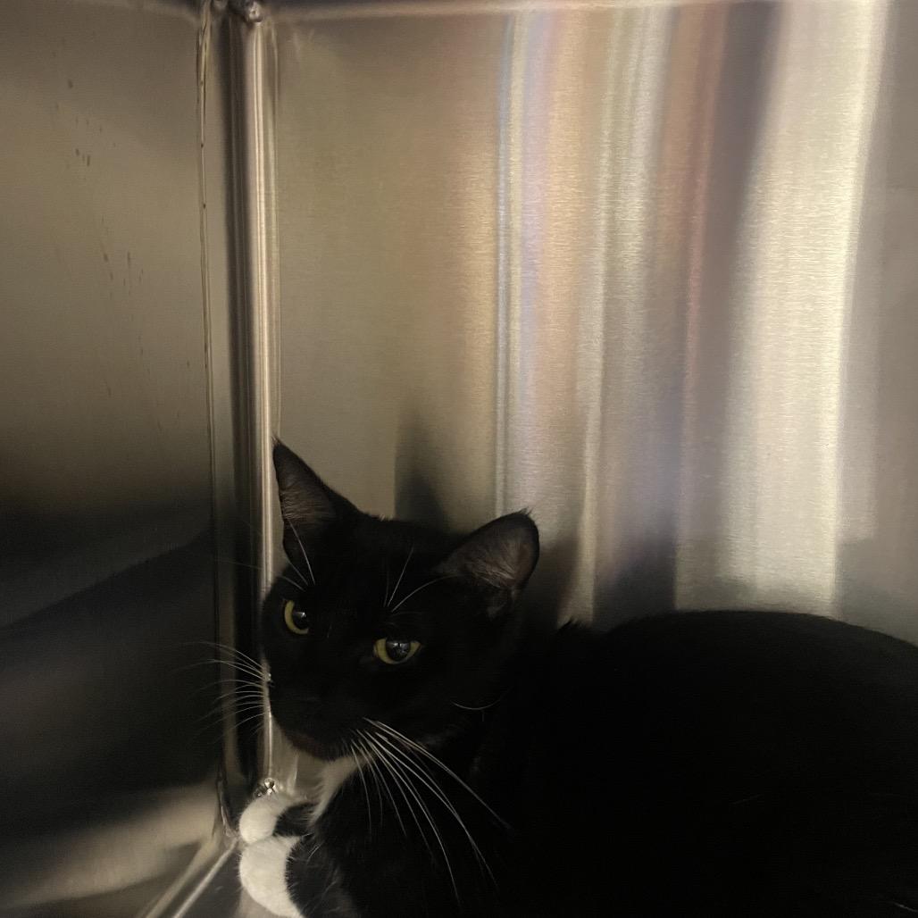 Stray 3/7 A64580, Adoptable, Young Female Domestic Short Hair.