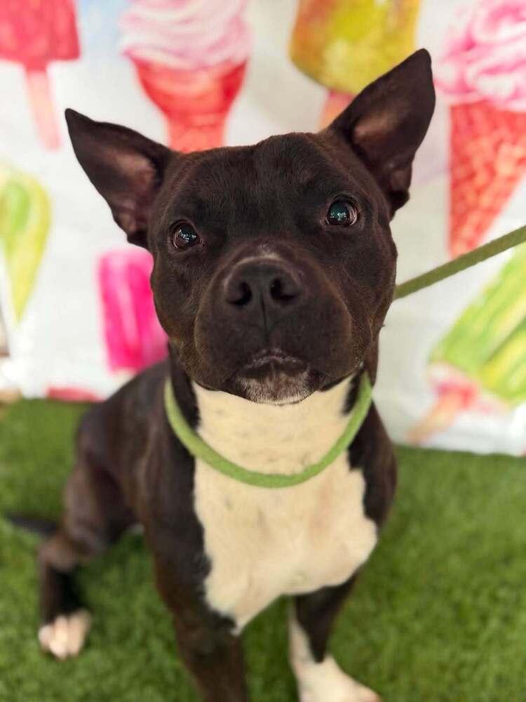 Porky, Adoptable, Adult Male Mixed Breed.