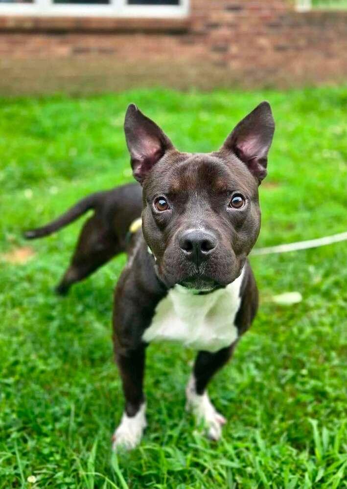 Enlarge Porky, a Adoptable Mixed Breed in Wayne, NJ image 2/3